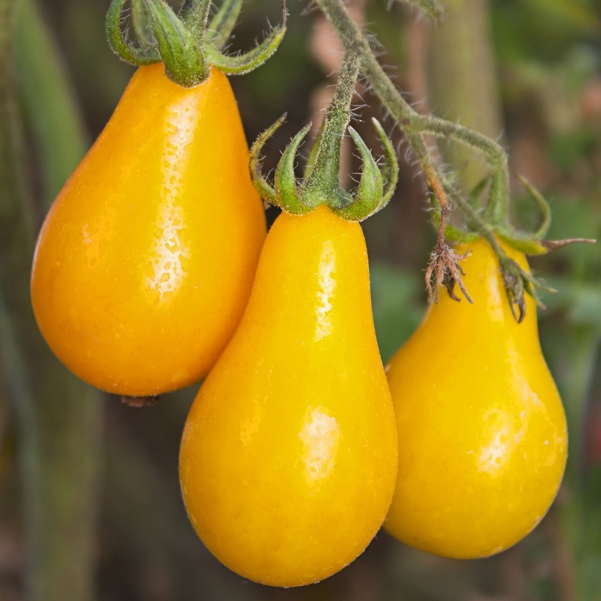 Rajče Žlutá hruška - Lycopersicon esculentum - semena rajčat - 6 ks