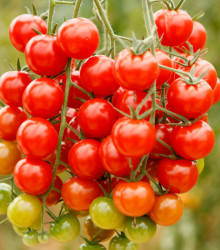 BIO Divoké rajče Rote Murmel - Solanum pimpinellifolium - bio semena rajčete - 6 ks
