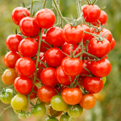 BIO Divoké rajče Rote Murmel - Solanum pimpinellifolium - bio semena rajčete - 6 ks