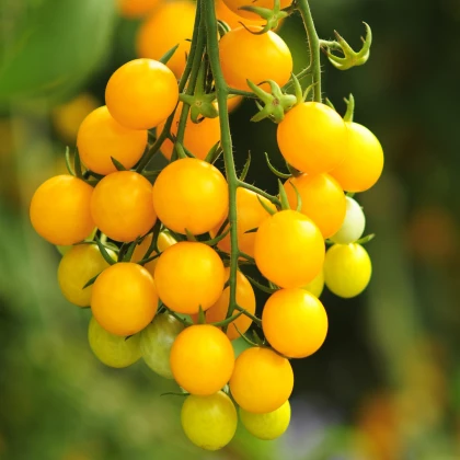 Divoké rajče žluté Murmel - Solanum pimpinellifolium - semena rajčete - 6 ks
