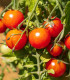 BIO Rajče Primavera - Solanum lycopersicum - bio semena rajčete - 7 ks