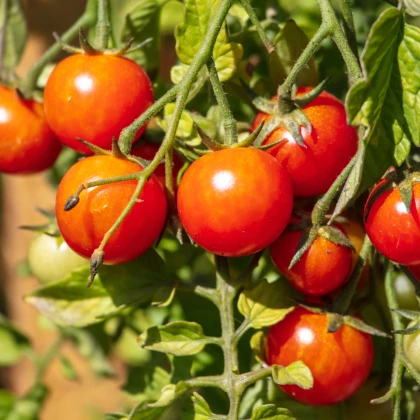BIO Rajče Primavera - Solanum lycopersicum - bio semena rajčete - 7 ks