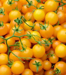 BIO Rajče Tom Yellow - Lycopersicon esculentum - bio semena rajčete - 7 ks