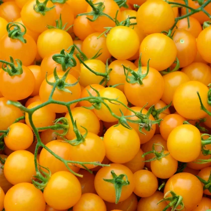 BIO Rajče Tom Yellow - Solanum lycopersicum - bio semena rajčete - 7 ks