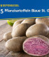 Sadbové brambory Blaue St. Galler - Solanum tuberosum - brambory - 5 ks