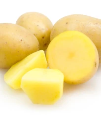 Sadbové brambory Monique - Solanum tuberosum - brambory - 10 ks