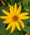 Topinambur červený Violet de Rennes - Helianthus tuberosus - prostokořenné sazenice topinamburu - 1 ks