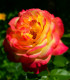 Růže velkokvětá červenožlutá - Rosa - prostokořenné sazenice růže - 1 ks