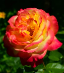 Růže velkokvětá keřová červenožlutá - Rosa - prostokořenné sazenice růže - 1 ks