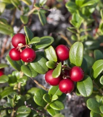 Brusinka červená - Klikva - Vaccinium oxycoccus - sazenice brusnice - 1 ks