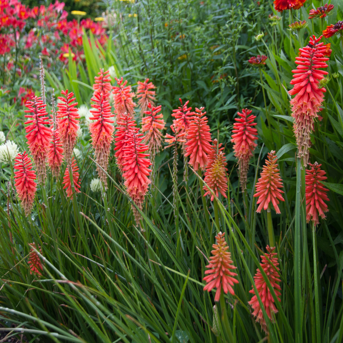 Mnohokvět Nancy Red - Kniphofia - prostokořenné sazenice mnohokvětu - 1 ks