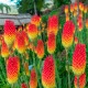 Mnohokvět červeno-žlutý - Kleopatřina jehla - Kniphofia - prostokořenné sazenice mnohokvětu - 1 ks