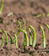 Chřest zelený Boonlim - Asparagus officinalis - prostokořenné sazenice chřestu - 2 ks
