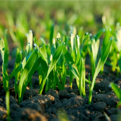 Chytrý trávník 3 v 1 - aquagel - osivo - hnojivo - 0,5 x 10 m