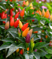 Chilli Prairie Fire - Capsicum annuum - semena chilli - 6 ks