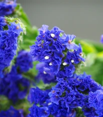 Limonka chobotnatá QIS Pale Blue - Limonium sinuatum - semena limonky - 30 ks