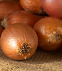 BIO Cibule sazečka Sturon - Allium cepa - bio cibulky - 60 ks