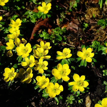 Talovín - Eranthis cilicica - cibule talovínu - 3 ks