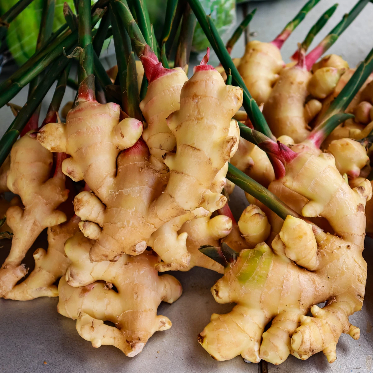 Zázvor - Zingiber - prostokořenné sazenice zázvoru - 1 ks