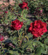 Růže velkokvětá pnoucí tmavě červená - Rosa - prostokořenné sazenice růže - 1 ks