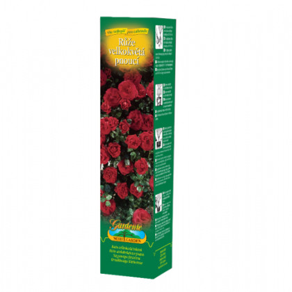 Růže velkokvětá pnoucí tmavě červená - Rosa - prostokořenné sazenice růže - 1 ks