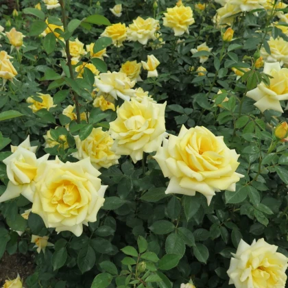 Růže velkokvětá pnoucí žlutá - Rosa - prostokořenné sazenice růže - 1 ks