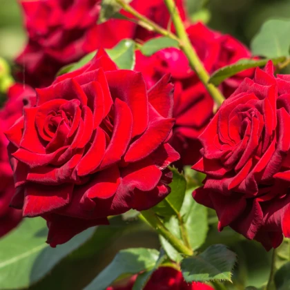 Růže záhonová červená - Rosa - prostokořenné sazenice růže - 1 ks