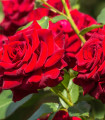 Růže záhonová červená - Rosa - prostokořenné sazenice růže - 1 ks