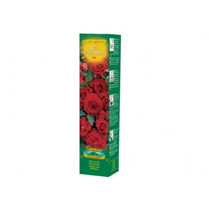 Růže záhonová červená - Rosa - prostokořenné sazenice růže - 1 ks