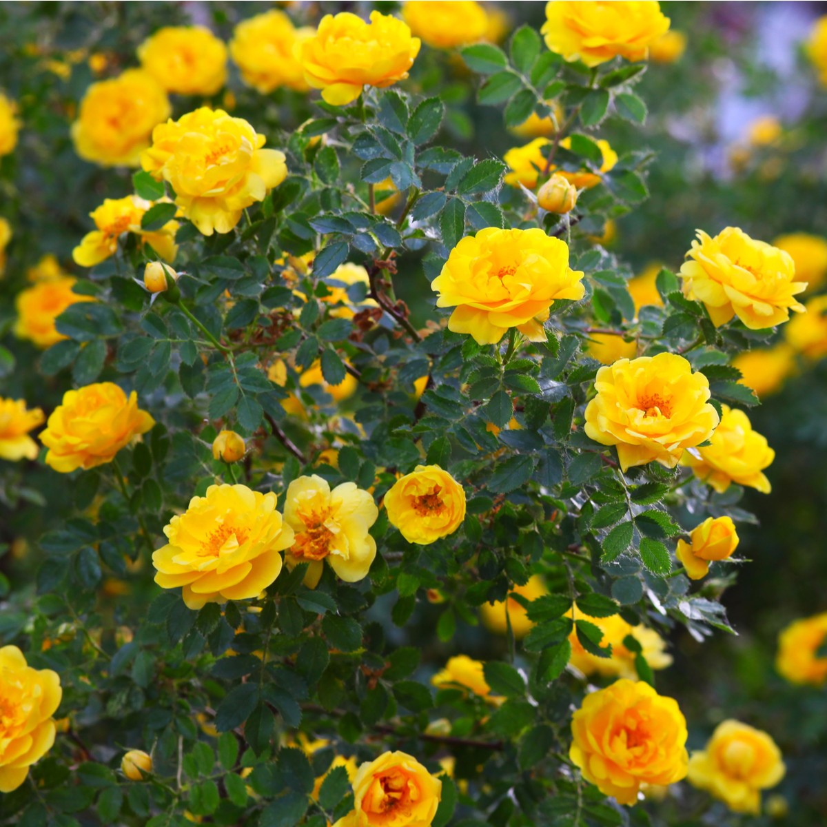 Růže záhonová žlutá - Rosa - prostokořenné sazenice růže - 1 ks