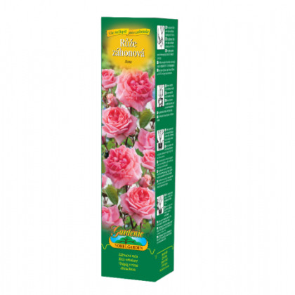 Růže záhonová tmavě růžová - Rosa - prostokořenné sazenice růže - 1 ks