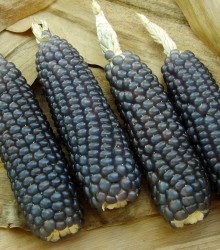 Kukuřice Negrocine - Zea mays - semena kukuřice - 15 ks