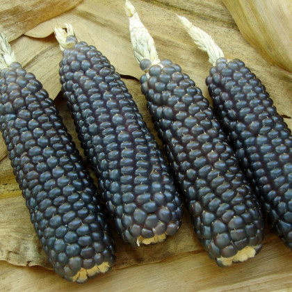Kukuřice Negro Cine - Zea mays - semena kukuřice - 15 ks