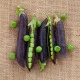 BIO Hrách Blauwschokker - Pisum sativum - bio semena hrachu - 25 ks