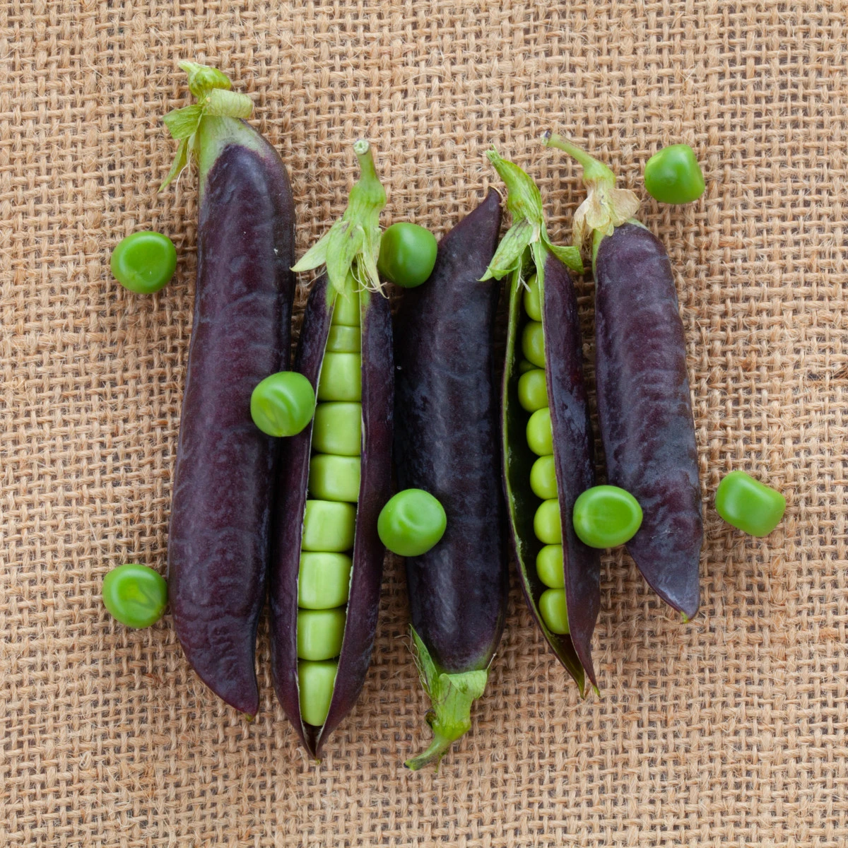 BIO Hrách Blauwschokker - Pisum sativum - bio semena hrachu - 25 ks