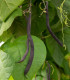 BIO Fazol Blauhilde - Phaseolus vulgaris - bio semena fazolu - 25 ks