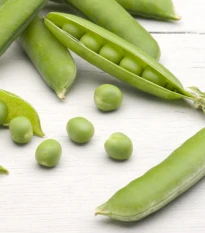 BIO Hrách dřeňový Gloriosa - Pisum sativum - bio semena hrachu - 50 ks