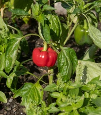 BIO Paprika Bellpepper červená - Capsicum annuum - bio semena papriky - 6 ks