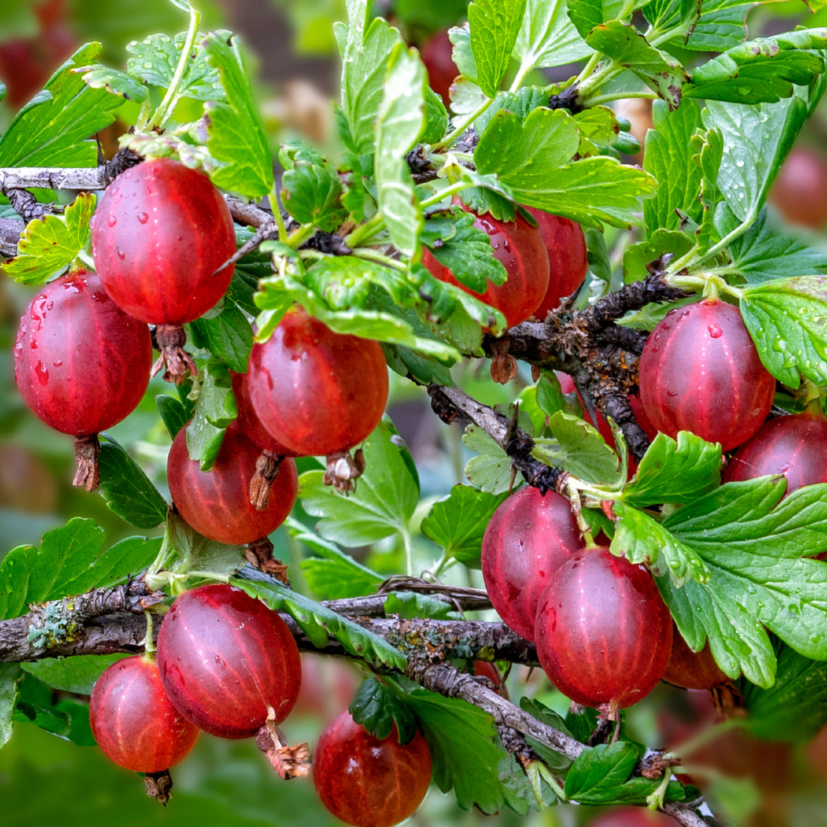 Angrešt červený - Ribes uva-crispa - prostokořenné sazenice angreštu - 1 ks