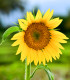 BIO Slunečnice Sunspot - Helianthus annuus - bio semena slunečnice - 8 ks