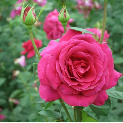 Růže velkokvětá tmavě růžová - Rosa - prostokořenné sazenice růže - 1 ks