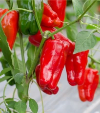 Paprika Snack Red - Capsicum annuum - semena papriky - 6 ks