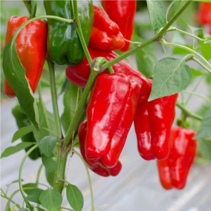 Paprika Snack Red - Capsicum annuum - semena papriky - 6 ks