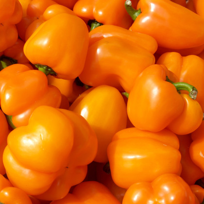 Paprika Snack Orange - Capsicum annuum - semena papriky - 6 ks