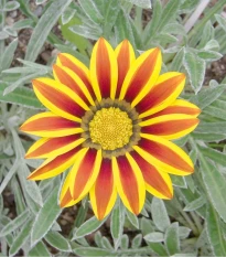 Gazánie Siesta Yellow Flame - Gazania rigens - semena gazánie - 20 ks