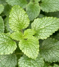 BIO Meduňka citronová - Melissa officinalis - bio semena meduňky - 30 ks