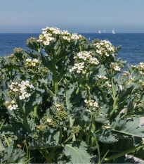 BIO Katráň přímořský - Crambe maritima - bio semena katráně - 4 ks