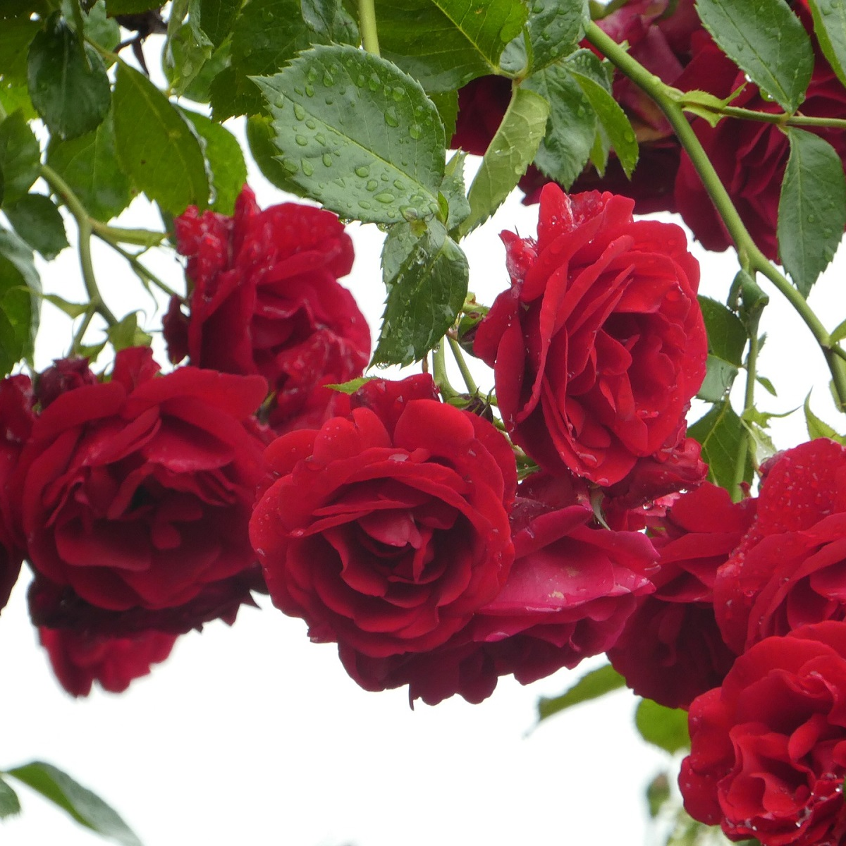 Růže velkokvětá pnoucí červená - Rosa - prostokořenné sazenice růže - 1 ks