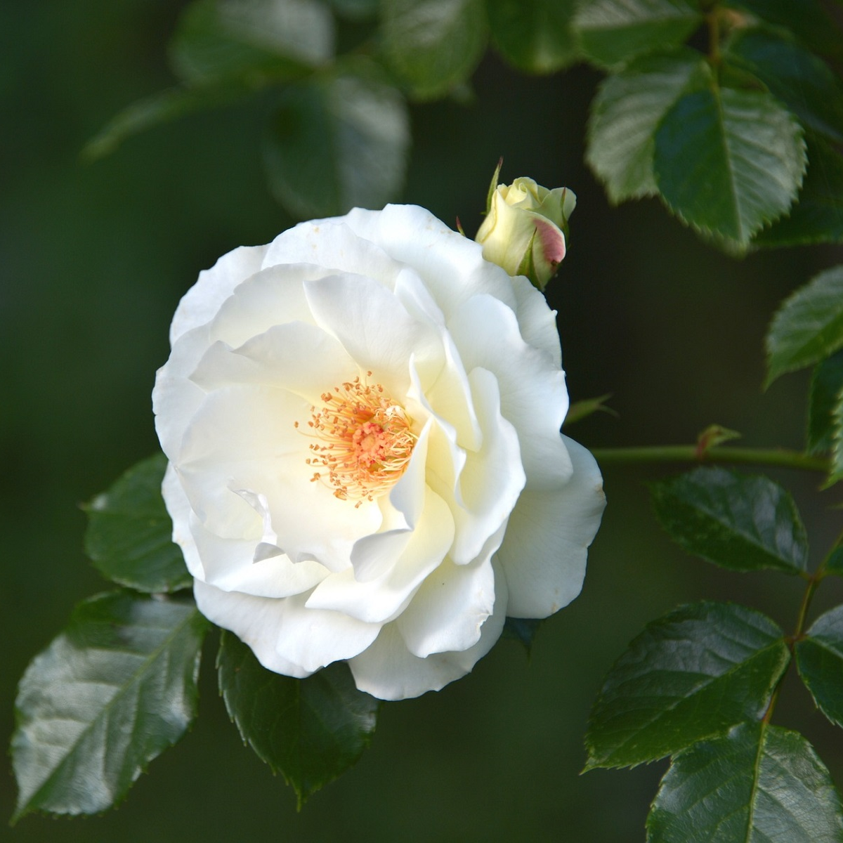 Růže velkokvětá pnoucí bílá - Rosa - prostokořenné sazenice růže - 1 ks