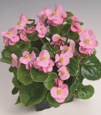 Begonie Super Olympia Pink F1 - Begonia semperflorens - semena begónie - 12 ks